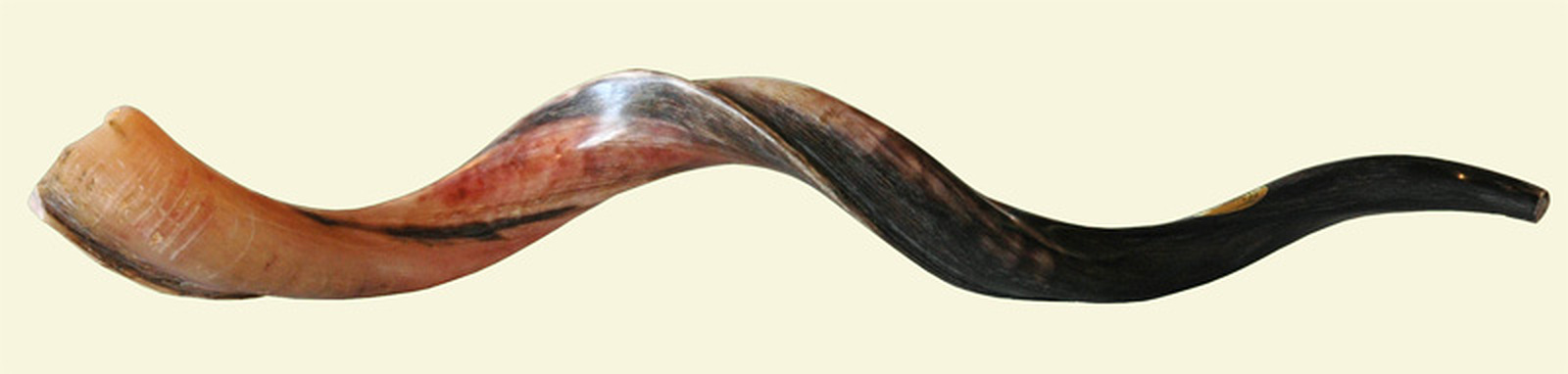 Jumbo triple twist Yemenite shofar showing the spiral craftsmanship and natural horn texture